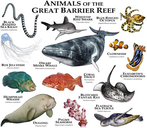 Animals of the Great Barrier Reef Sticker by Wildlife Art by Roger Hall ...