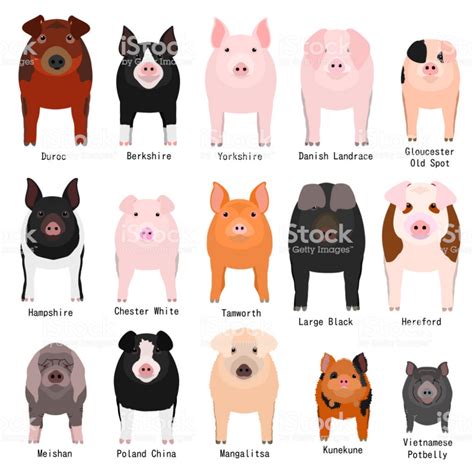 pigs chart with breeds name | Pig breeds, Pet pigs, Domestic pig