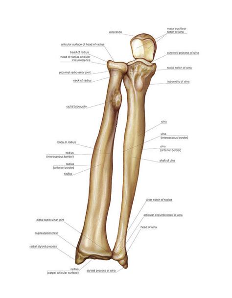 Forearm Anatomy Bones