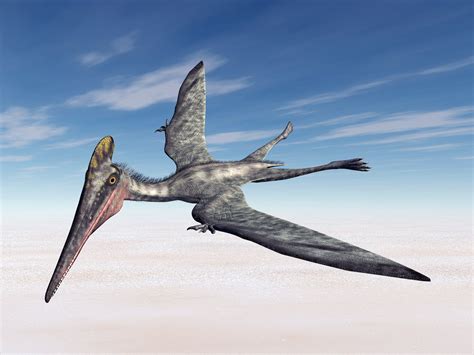 Pterosaurs: Winged-reptiles gradually improved flying ability over ...