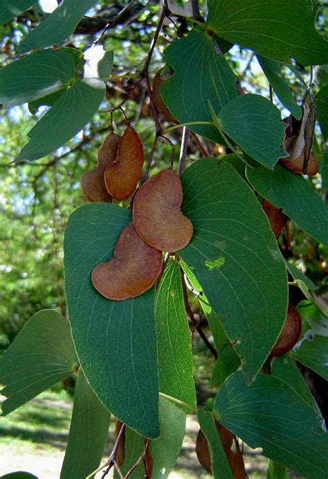 Flora of Zimbabwe: Species information: individual images ...