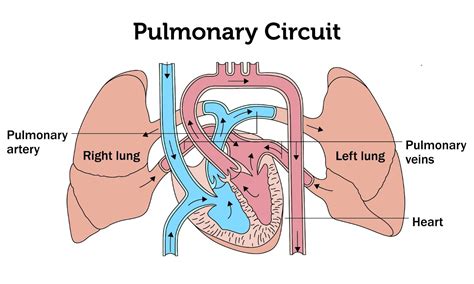 How the Pulmonary Artery Functions: 5 Things To Know | myPHteam