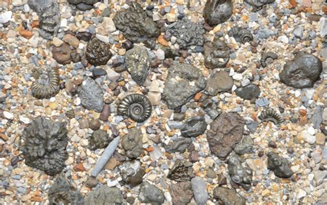 Charmouth fossils and fossil hunting on the jurassic coast – Artofit