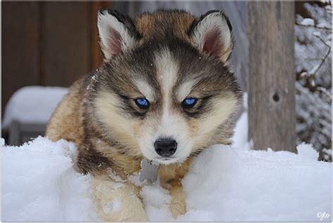 Siberian Husky Facts, Siberian Husky Traits - Canine Owners