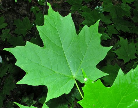 Replant.ca Environmental: The Sugar Maple tree (Acer saccharum)