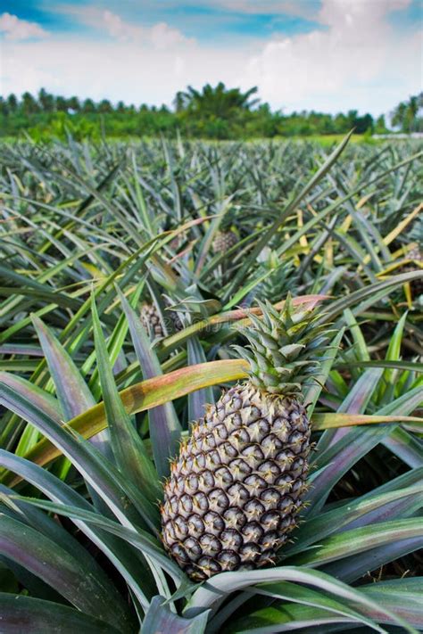 Pineapple farm stock image. Image of harvest, green, freshness - 21931811