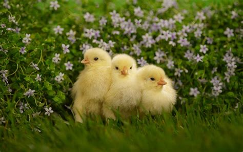 Download Flower Fluffy Cute Chick Animal Chicken HD Wallpaper