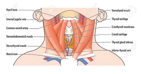 Cervical Anatomy - Physiopedia