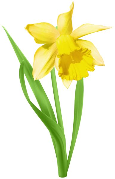 Daffodil Transparent PNG Clip Art Image | Daffodils, Flower art, Flower ...