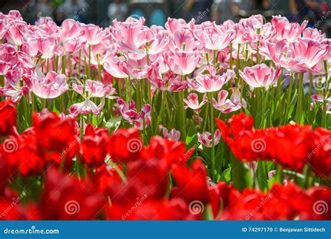 Pink and Red Tulips in the Garden Stock Photo - Image of park, group ...