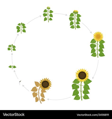 Sunflower growth stages round live cycle Vector Image