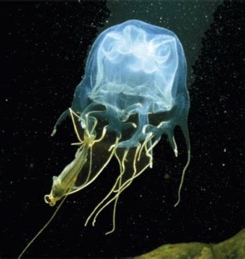 Box Jellyfish | Life Cycle, Facts & Habitat - Lesson | Study.com