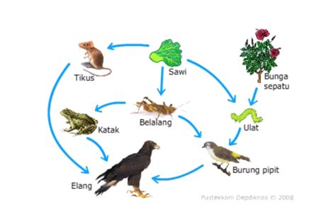 Penjelasan Rantai Makanan dalam Ekosistem Lengkap dengan Gambar ...