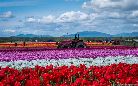 Skagit Valley Tulip Festival - Alchetron, the free social encyclopedia