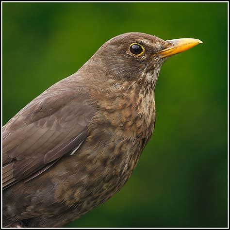 Female Blackbird | Female Blackbird Turdus merula | Dave-F | Flickr