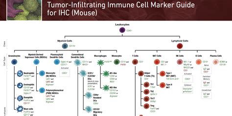 More Than a Phenotype: a Guide to Assessing Tumor-infiltrating Immune ...