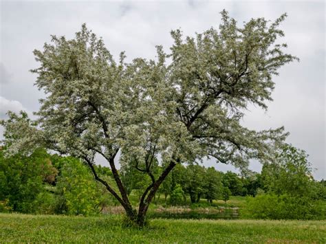 What Is A White Willow Tree - Learn About White Willow Cultivation