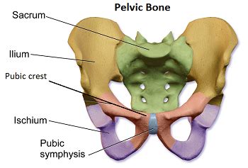 pelvis -> I searched this image to see where the pubic crest is ...