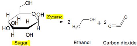 Zymase converts glucose or fructose into _____________.none of ...