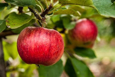 評判 Appletrees all over the world asakusa.sub.jp