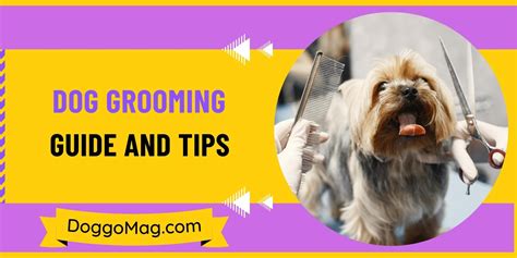 Dog Grooming Guide And Tips – 7-Step Formula - DoggoMag