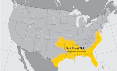 Gulf Coast Tick Identification Tips | PA Tick Research Lab