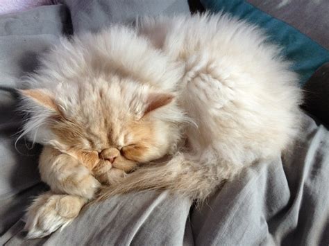 Persian Cat Personality | Persian Cat Corner