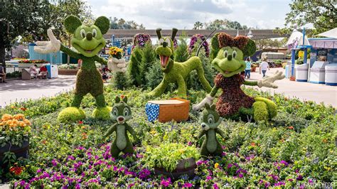 Mickey, Minnie, Pluto, Chip & Dale Topiaries Installed for 2023 EPCOT ...