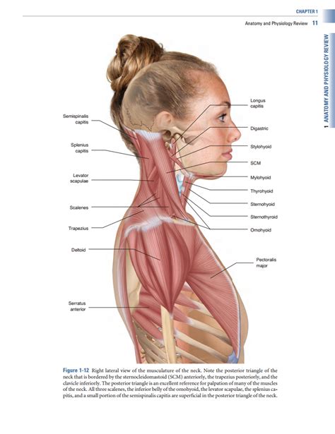 Advanced Treatment Techniques for the Manual Therapist: Neck - Learn ...