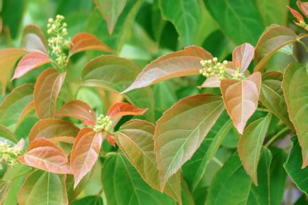 Jamalgota: Purging Croton Uses, Medicines, Side Effects