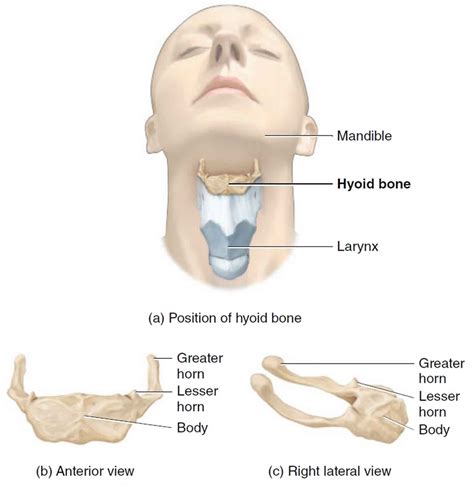 Hyoid bone anatomy, location, dislocation, fracture & hyoid bone syndrome