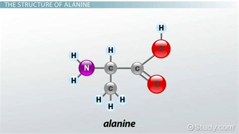 Alanine Amino Acid Structure