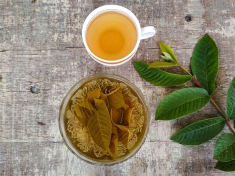 Guava Leaf Tea: Benefits & Side Effects | Organic Facts