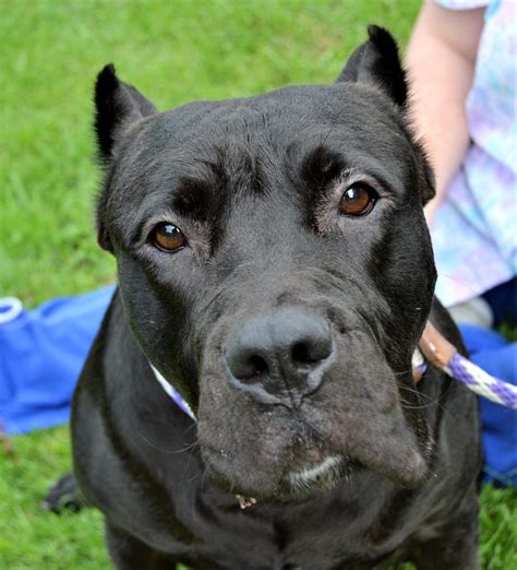 23+ Cane Corso Rescue Colorado - l2sanpiero