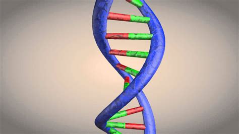 Why Is Dna Called A Double Helix Structure - Design Talk