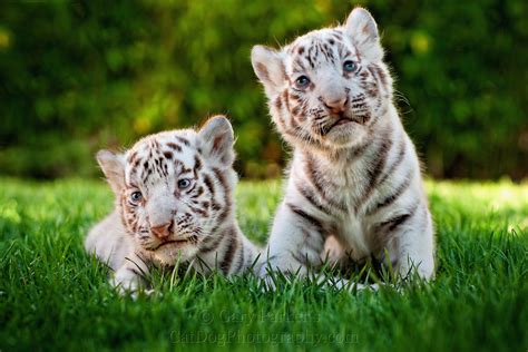 Two Cute White Tiger Baby Cubs