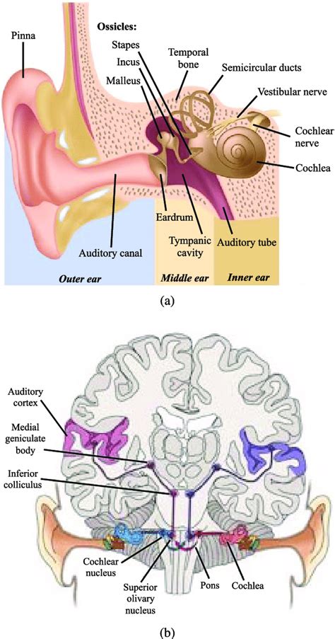 (a) Schematic illustration of the auditory anatomy. (b) Afferent ...