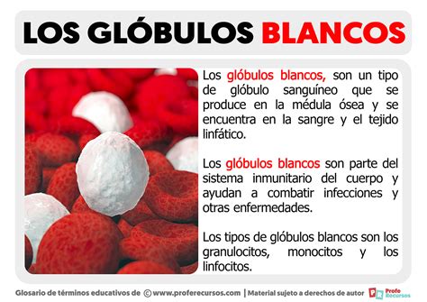 Qué son los Glóbulos Blancos