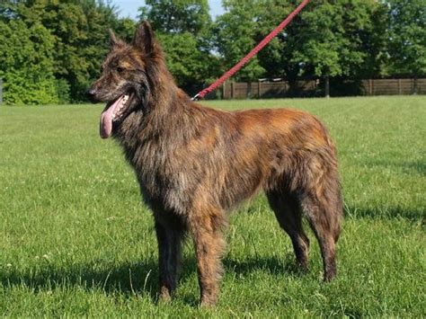 Dutch Shepherd Colors | Saved by dogs: Continental Shepherds: Dutch ...