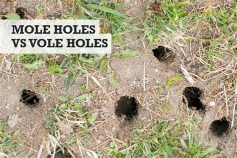 Mole Holes vs Vole Holes: What's the Difference