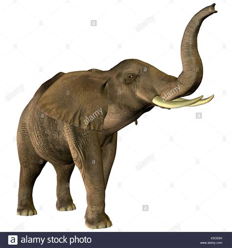 Elephant Trumpeting Stock Photos & Elephant Trumpeting Stock destiné ...