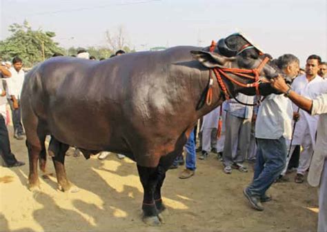 28 Interesting facts about Gaur - The Giant Indian bull - Factins