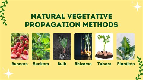 Natural Vegetative Propagation - Keet's Digital Technology's Ko-fi Shop ...