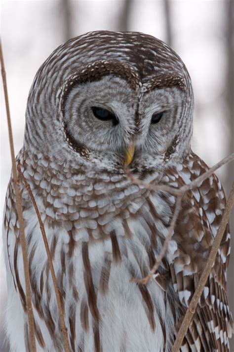 looking for dinner, in the snow | Snowy owl art, Owl photography ...