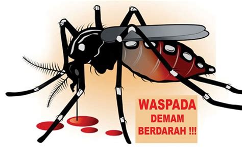 Gambar Poster Nyamuk Aedes / Poster Denggi Bm 01 Pdf - Isaki Hamasaki