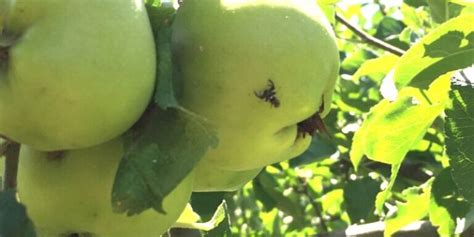 How to Get Rid of Apple Maggots with Insect Barriers