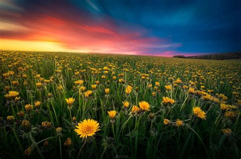 Dandelion Field | Landscape photography, Landscape, Stunning photography