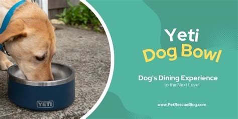 Yeti Dog Bowl: Take Your Dog's Dining Experience To The Next Level