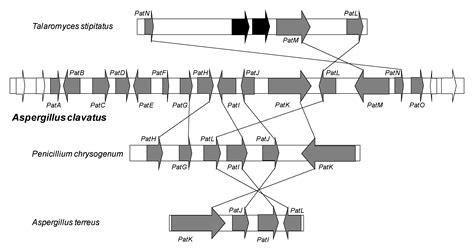 Biosynthesis and toxicological effects of patulin. - Abstract - Europe PMC