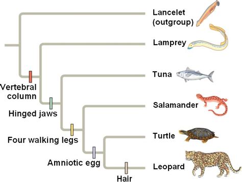 clade.html 26_11bCharTablePhylTreeB-L.jpg